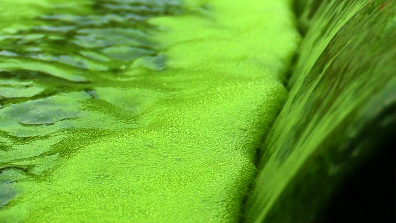 Chlorella Algae