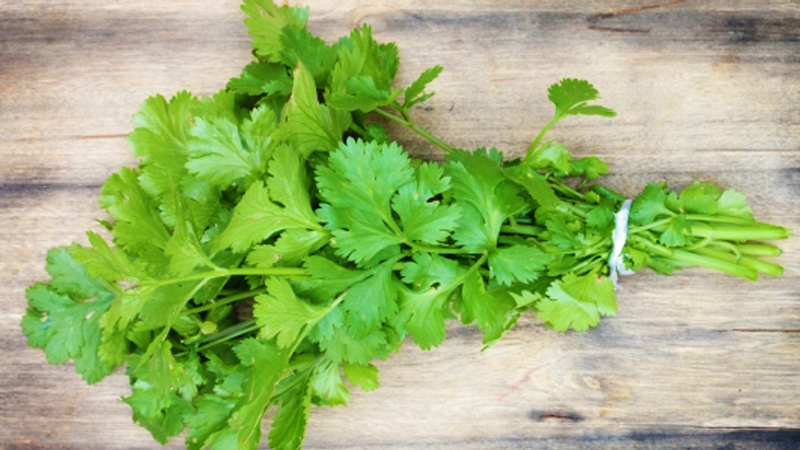 Cilantro Leaf - Herbal Health Review