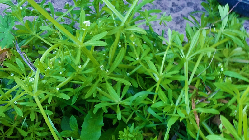 cleavers-leaf-herbal-health-review