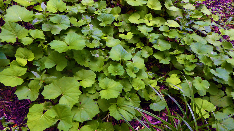 Coltsfoot Leaf - Herbal Health Review