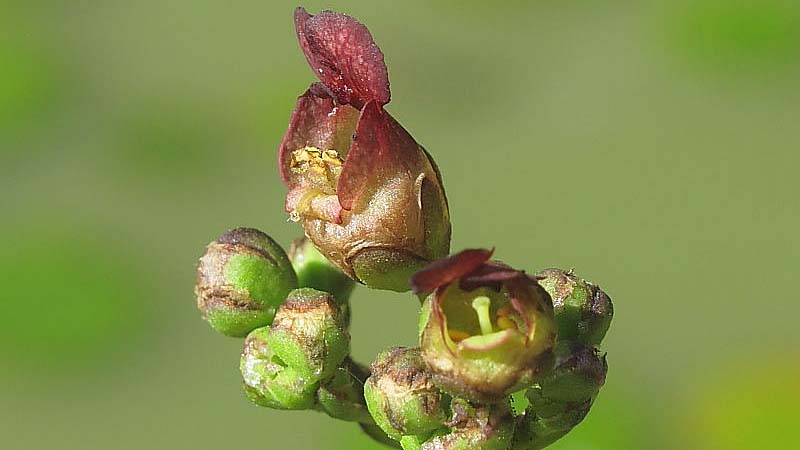 Figwort Root - Herbal Health Review